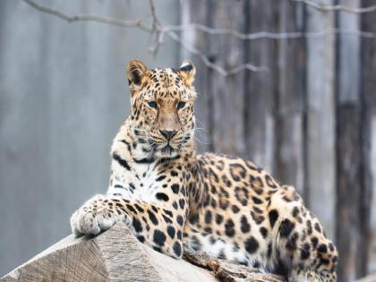 A shocking event; Cooked and ate leopard, two arrested... | माणुसकिला काळिमा फासणारी घटना; चक्क बिबट्याल शिजवून खाल्ले, दोघे अटकेत...