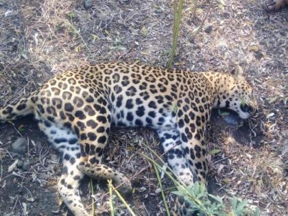 leopard found dead in field Washim | पूरभूर शेतशिवारात मृतावस्थेत आढळला बिबट्या