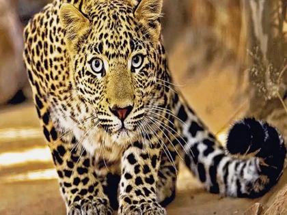 The danger was averted : Leopard enters hospital at midnight | धोका टळला : नामको रूग्णालयात बिबट्याची मध्यरात्री ‘एन्ट्री’