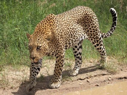 Due to the footprints of the leopard found in Navalpur Shiva, fear was noticed | नवलपूर शिवारात बिबटय़ाच्या पायाचे ठसे आढळल्याने भीती