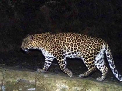 A leopard killed a child by entering an ashram school near Nandurbar | नंदुरबारनजीक आश्रमशाळेत घुसून बिबट्याने बालकाला केले ठार