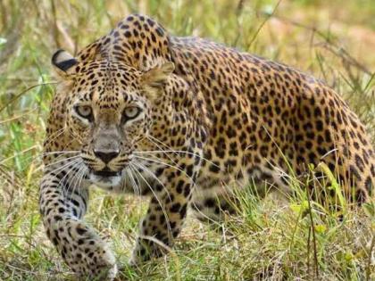 Woman killed in leopard attack; Incident at Nimgaon Tembi in Sangamner Taluk | बिबट्याच्या हल्ल्यात महिला ठार; संगमनेर तालुक्यातील निमगाव टेंभी येथील घटना