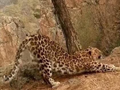 leopard start doing surya namaskar it would not have been captured in live camera | काय सांगता! भल्या पहाटे बिबट्याही करु लागला सूर्यनमस्कार,अधिकाऱ्याने शेअर केला व्हिडीओ, नेटकरी चक्रावले