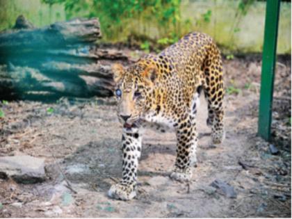 Even though he cannot see the creation now his eyes and ears are his vision story of Leopard | भलेही न दिसो सृष्टी, आता कान-नाक हीच त्याची दृष्टी; दहा वर्षे झाली तरी ‘गणेश’ वावरतो रुबाबात