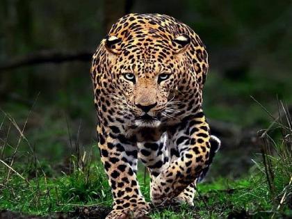 Farmer injured in leopard attack, incident at Chokul in Sindhudurga | बिबट्याच्या हल्ल्यात शेतकरी जखमी, सिंधुदुर्गातील चौकुळ येथील घटना