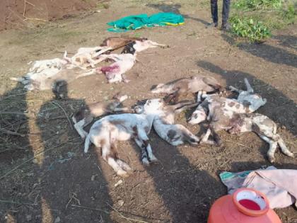 Leopard attacks sheep flock in Ghogao Satara, 13 sheep killed | Satara: घोगाव येथे बिबट्याचा मेंढ्याच्या कळपावर हल्ला, १३ मेंढ्या ठार Leopard attacks sheep flock in Ghogao Satara, 13 sheep killed | Satara: घोगाव येथे बिबट्याचा मेंढ्याच्या कळपावर हल्ला, १३ मेंढ्या ठार