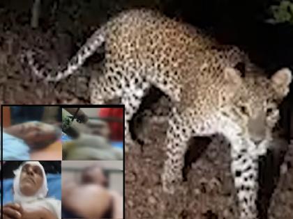 A leopard in search of prey fatally attacks four people, rescue team arrives to catch the leopard | Sindhudurg: भक्ष्याच्या शोधात आलेल्या बिबट्याचा चौघांवर जीवघेणा हल्ला, बिबट्याला पकडण्यासाठी रेस्क्यू टीम दाखल A leopard in search of prey fatally attacks four people, rescue team arrives to catch the leopard | Sindhudurg: भक्ष्याच्या शोधात आलेल्या बिबट्याचा चौघांवर जीवघेणा हल्ला, बिबट्याला पकडण्यासाठी रेस्क्यू टीम दाखल