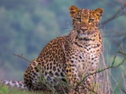 Leopard and four cubs sighted in Bambarwadi Panhala taluka Kolhapur | Kolhapur: पन्हाळा तालुक्यातील बांबरवाडीत बिबट्यासह चार बछड्यांचे दर्शन -video Leopard and four cubs sighted in Bambarwadi Panhala taluka Kolhapur | Kolhapur: पन्हाळा तालुक्यातील बांबरवाडीत बिबट्यासह चार बछड्यांचे दर्शन -video