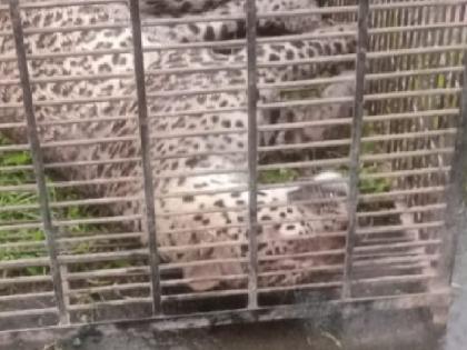 Leopard injured in goods train collision dies during treatment | Sindhudurg: मालगाडीच्या धडकेतील जखमी बिबट्याचा उपचारादरम्यान मृत्यू Leopard injured in goods train collision dies during treatment | Sindhudurg: मालगाडीच्या धडकेतील जखमी बिबट्याचा उपचारादरम्यान मृत्यू