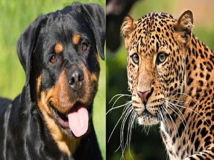 Leopard snatches pregnant Rottweiler dog in Shirala, creating fear among citizens | Sangli: शिराळ्यात गर्भवती ‘राॅटविलर’ कुत्री बिबट्याने पळवली, नागरिकांत भीतीचे वातावरण 