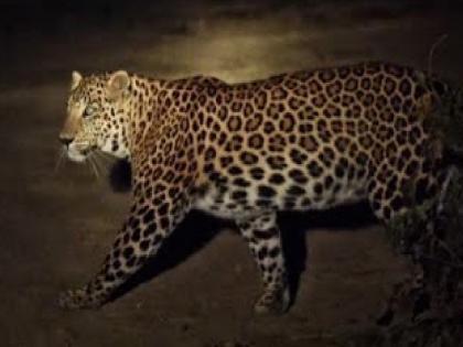 A leopard jumped on a running bike!, the bike rider was seriously injured in karad | बापरे... धावत्या दुचाकीवर बिबट्याने घेतली झेप!, दुचाकीस्वार गंभीर जखमी