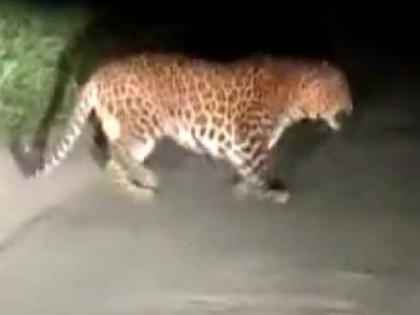 Leap of a leopard on a running bike; Driver injured; The incident in Satara | धावत्या दुचाकीवर बिबट्याची झेप; चालक जखमी; साताऱ्यातील घटना