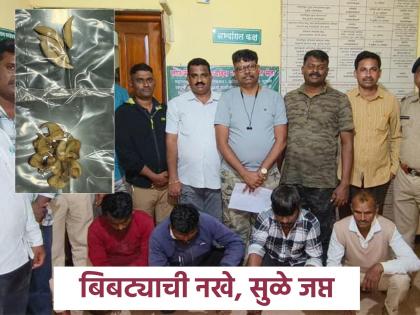 Four arrested for selling leopard claws and tusks in Sindhudurg district | Sindhudurg: बिबट्याची नखे विक्रीसाठी आले, अन् वनविभागाच्या जाळ्यात अडकले; डामरे येथे चौघे ताब्यात
