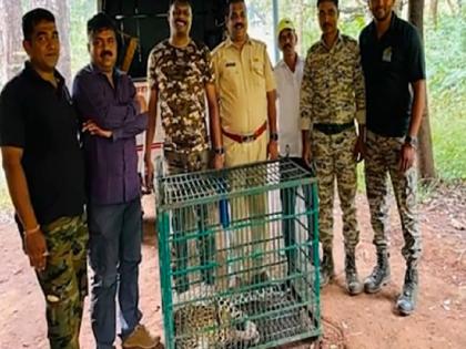 A leopard roaming in the Fondaghat area has finally been jailed | फोंडाघाट परिसरात फिरणारा बिबट्या अखेर जेरबंद 