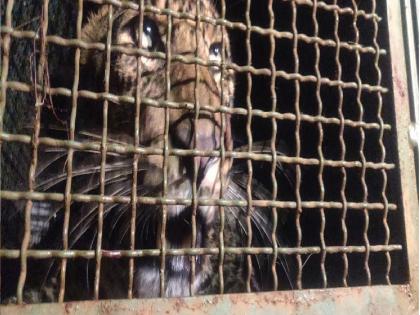 Finally after 11 hours the leopard was rescued from the well, a successful performance by the team of Ratnagiri Forest Department | ..अखेर ११ तासानंतर बिबट्याची विहीरीतून सुटका, रत्नागिरी वनविभागाच्या पथकाची यशस्वी कामगिरी  