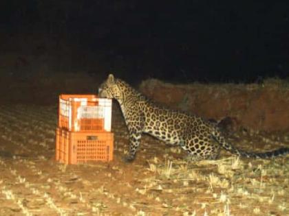 A leopard and a cub were met at Ghungur shahuwadi kolhapur district | kolhapur: घुंगूर येथे ताटातूट झालेल्या बिबट्या अन् पिल्लाची झाली भेट