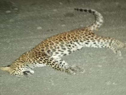 A leopard was killed in a collision with a vehicle on the highway in Sangli | सांगली: नेर्लेत महामार्गावर वाहनाच्या धडकेत बिबट्या ठार, वर्षातील चौथी घटना