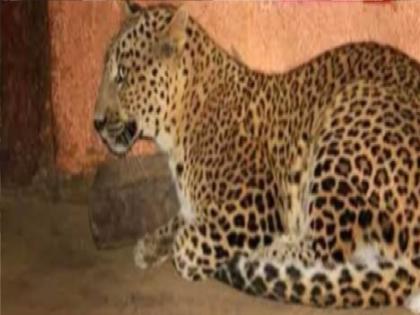 Sangli: A leopard chased a cat and entered the house directly; An atmosphere of fear in Maralnathpur, Rethere Dam area | सांगली: मांजराचा पाठलाग करत थेट घरात घुसला बिबट्या; मरळनाथपूर, रेठरे धरण परिसरात भीतीचे वातावरण