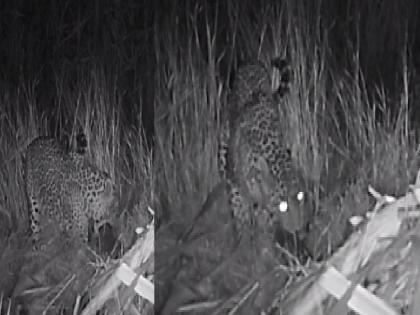 leopard and a calf was made by the forest department in sangli | वनविभागाने 'अशी' घडवली बिबट्या मादी अन् बछड्याची भेट, नागरिकांनी सोडला सुटकेचा निश्वास 