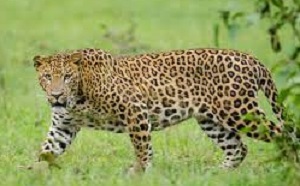 More Leopard Shivara than Tiger Project | व्याघ्र प्रकल्पापेक्षा जास्त बिबटे शिवारात!