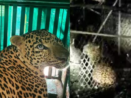 A leopard came to feed the chickens and got stuck in the burrow in Sangli The forest department arrested it | Sangli: कोंबड्या खायला आला अन् बिबट्या खुराड्यात अडकला; वनविभागाने केले जेरबंद A leopard came to feed the chickens and got stuck in the burrow in Sangli The forest department arrested it | Sangli: कोंबड्या खायला आला अन् बिबट्या खुराड्यात अडकला; वनविभागाने केले जेरबंद