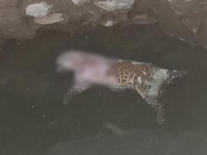 Leopard dies after falling into field well; Incident in Lahan Arvi Shivar | शेतातील विहिरीत पडून बिबट्याचा मृत्यू; लहान आर्वी शिवारातील घटना