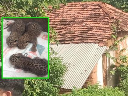 OMG a leopard gave birth to three cubs in a house in Chakka village chandrapur | बापरे, चक्क गावातील एका घरात बिबट्याची प्रसूती, तीन बछड्यांना दिला जन्म 