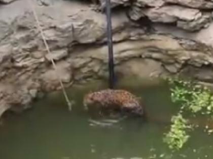 Life saved for leopard that fell into a well in Ganapatipule Ratnagiri | Ratnagiri: विहिरीत बिबट्या पडला, मोटरची पाइप, दोरीला धरून बसला; वनविभागाने दिले जीवदान 