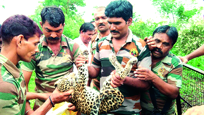 Lifetime of leopard lying in the well of Akoli Jahangir | अकोली जहाँगीरच्या विहिरीत पडलेल्या बिबट्याला  जीवनदान