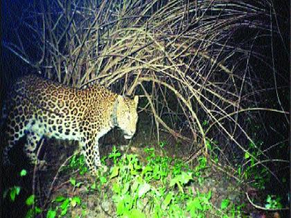 Leopard movement in Uran area; An atmosphere of fear among workers | उरण परिसरात बिबट्याचा वावर; कामगारांमध्ये भीतीचं वातावरण 