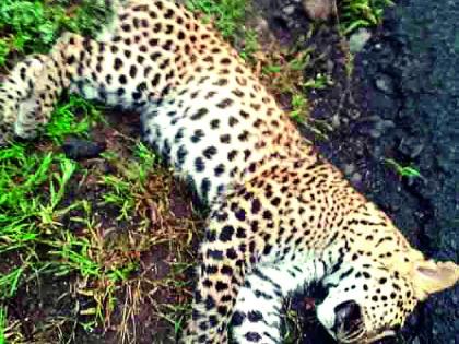 Crime against the death of a leopard | बिबट्याच्या मृत्यूप्रकरणी गुन्हा  