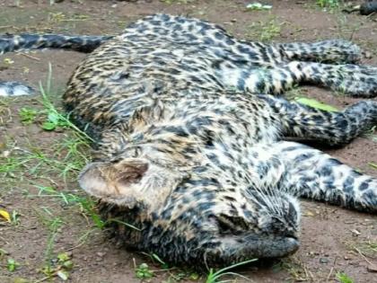 A dead leopard cub was found in Shirgaon Chiplun taluka Ratnagiri | Ratnagiri: शिरगाव येथे आढळला मृत बिबट्याचा बछडा, परिसरात खळबळ