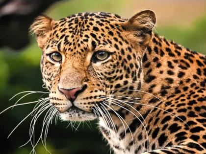 A leopard entered a house directly at two different places in Biur Sangli district | Sangli: बिबट्या थेट घरात घुसला, कुटुंबाचा थरकाप उडाला; मांजर, कुत्र्यावर हल्ला