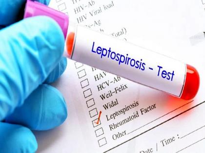 Nine leptospirosis cases reported in Wardha district | जनावरांना होणाऱ्या ‘लेप्टोस्पायरोसीस’ आजाराने मनुष्यही प्रभावित; वर्धा जिल्ह्यात ९ रुग्ण ‘पॉझिटिव्ह’