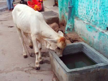 Let's preserve humanity, let's take care of dumb creatures! | माणुसकी जपूया, मुक्या जीवांची काळजी घेऊया!