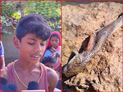 Cobra bites 8-year-old Chhattisgarh boy, he bites it back twice, snake dies | पोरानं रागात घेतला नागाचा २-३ वेळा चावा; साप तडफडून मेला, डॉक्टर म्हणाले...