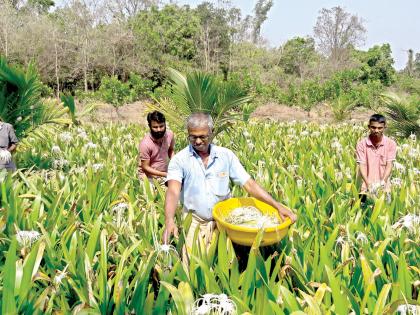 One acre of lily flowers worth millions of rupees | CoronaVirus Lockdown : ८ एकरातील लिलीच्या फुलशेतीचे लाखो रुपयांचे नुकसान