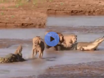 lion and crocodile fight see who wins next video goes viral on social media | Viral Video: मगर आणि सिंहांची फाईट, वातावरण टाईट! पाहा शेवटी कोण जिंकल?