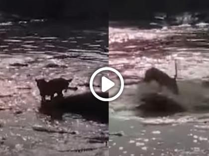 Watch How This Lion Saves Itself From Over 40 Crocodiles viral video | Viral Video: तब्बल ४० मगरींच्या विळख्यात सापडलेला जंगलाचा राजा, व्हिडिओचा शेवट पाहुन होईल थरकाप