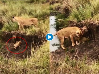 lioness saves her cups from falling in hole video goes viral on internet | Viral Video: ती आई होती म्हणूनी! आपल्या बछड्यांना संकटात पाहताच, धावून गेली सिंहीण केलं 'असं' काम