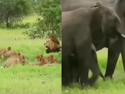 lion herd run after seeing elephant video goes viral on internet | Viral Video: एका प्राण्याला येताना बघुन सिंहाचा कळप भीतीने पळाला, विश्वास बसत नसेल तर पाहा व्हिडिओ