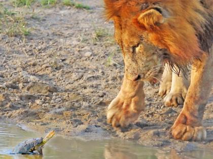 three lions failed to hunt tortoise or turtle video goes viral on internet | Viral Video: तीन बलाढ्य सिंहाना हरवलं इवल्याश्या कासवाने, शेवटपर्यंत मानली नाही हार, सिंहाला घामच फुटला