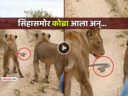 VIDEO: Two lions were roaming freely, suddenly a 'King Cobra' appeared in front and then... | VIDEO: दोन सिंहांचा सुरु होता मुक्त संचार, अचानक समोरून आला 'किंग कोब्रा' अन् मग...