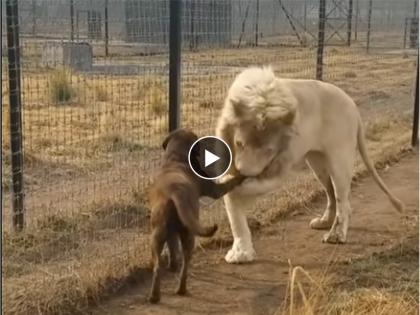 lion kisses dog funny video goes viral on social media | Viral Video: सिंहाने कुत्र्याच्या पायाला किस केलं, माफी मागून करु लागला गयावया! पाहुन तुम्ही म्हणाल पहावं ते नवलंच