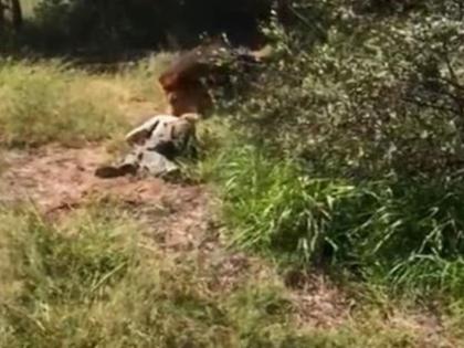 lion attacks zookeeper bizarre incident gets captured in camera | जेवण भरवणाऱ्यालाच सिंह बनवणार होता त्याचं जेवण, इतक्यात घडलं असं काही की...