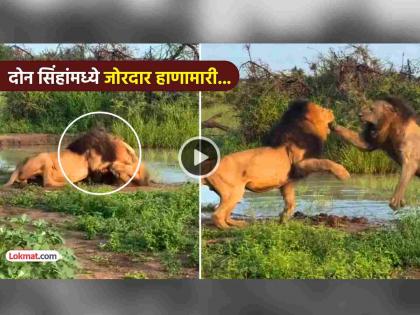 two lions fight video goes viral on social media online battle of supremacy watch trending | Video: दोन सिंहांमध्ये जुंपली... तुफान भांडण, एकमेकांवर हल्ले... पाहा कोण कुणावर भारी? two lions fight video goes viral on social media online battle of supremacy watch trending | Video: दोन सिंहांमध्ये जुंपली... तुफान भांडण, एकमेकांवर हल्ले... पाहा कोण कुणावर भारी?