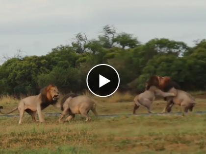 two lion fighting for lioness video goes viral on social media | एका सिंहिणीसाठी आपापसात भिडले दोन सिंह, लढाईचा शेवट आहे धक्कादायक!