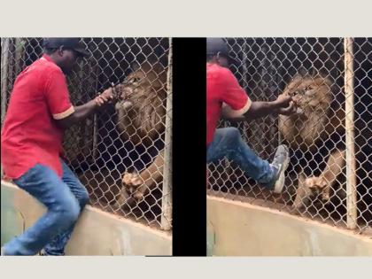 man was playing with lion he eat his finger video goes viral on internet | Viral Video: सिंहाशी मस्ती करत होता, हिंस्त्र प्राण्याने बोटच जबड्यात पकडून खेचून काढलं