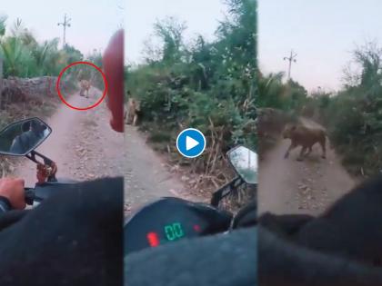 lion standing in front of bike, shocking video goes viral on internet | Viral Video: बाईकच्या समोर उभा राहिला सिंह, नंतर झाला दुचाकीस्वारासोबत सामना अन् मग...