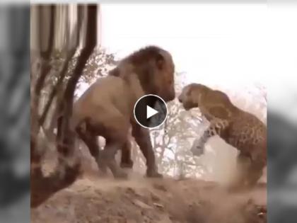 lion suddenly attacks leopard for hunt wild animals fight in jungle forest Video see what happened next | Video: बिबट्याची शिकार करायला सिंह जवळ गेला अन् सुरू झाली झुंज...